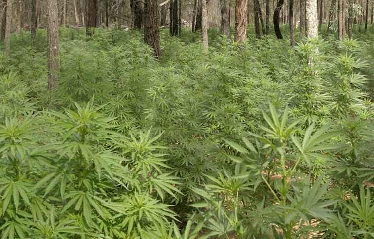 Kannabiszt termesztett az erdőben két tabi fiatalember