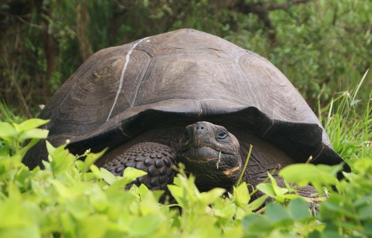 Újabb óriás teknős fajt fedeztek fel a Galápagos-szigetvilágban