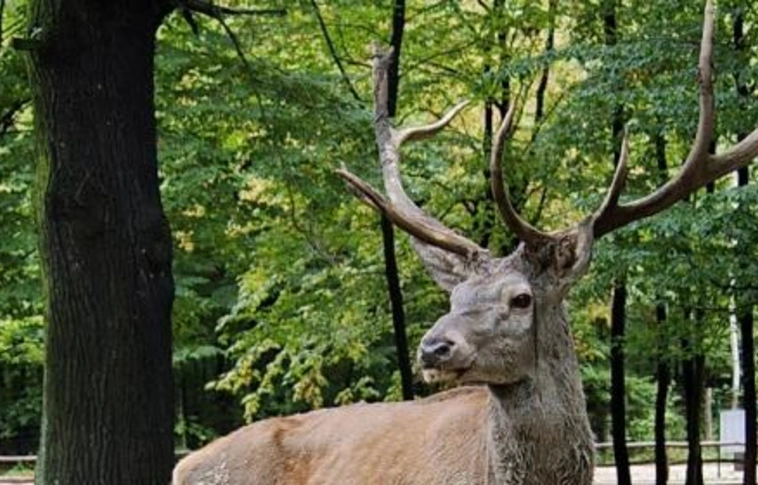 Állatok világnapja a Miskolci Állatkertben