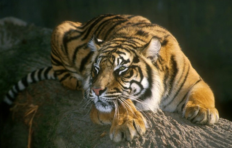 Tigris mart halálra egy óvatlan vadasparki látogatót Kínában