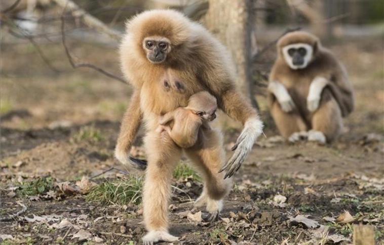 Gibbon született a Nyíregyházi Állatparkban
