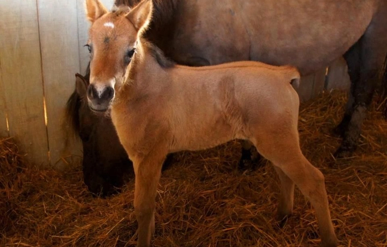Adjon nevet az újszülött hucul csikóknak!