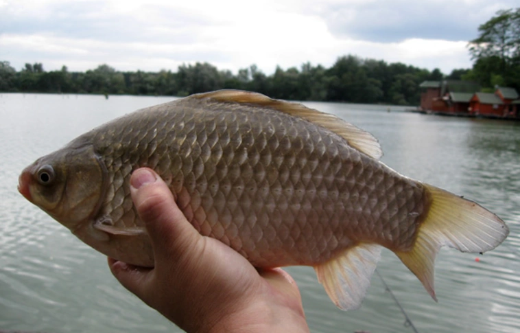 Orvhalászokat értek tetten a rendőrök a Tisza-folyó ároktői szakaszánál