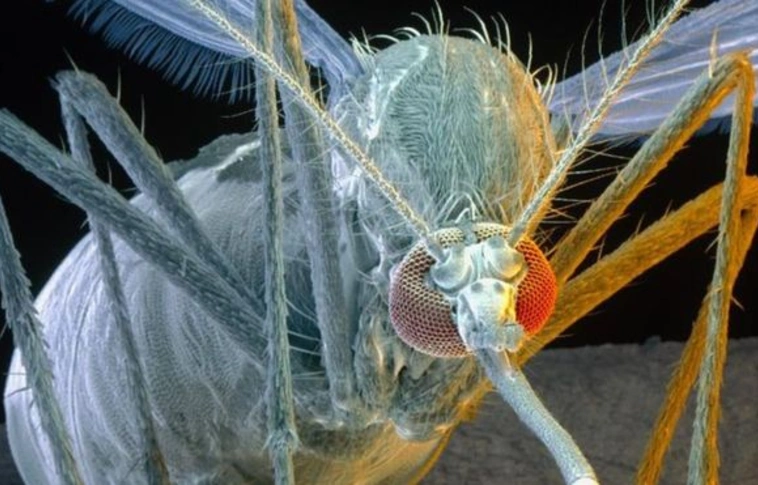 A zika-láz lehet a felelős a születési rendellenességek megszaporodásáért Brazíliában