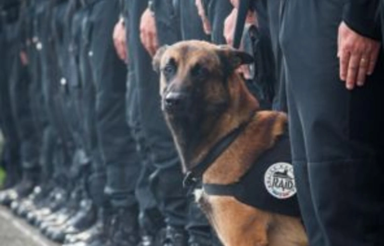 Egy rendőrkutya is belehalt Saint-Denis-i akcióba