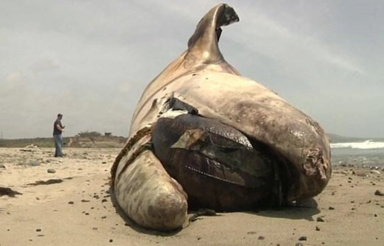 Hatalmas bálna tetemet sodort partra a víz az egyik legnépszerűbb kaliforniai strandon