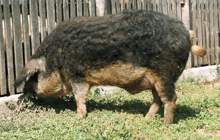 Kutatási programot indít a fekete mangalica megmentésére a Debreceni Egyetem a tenyésztőkkel