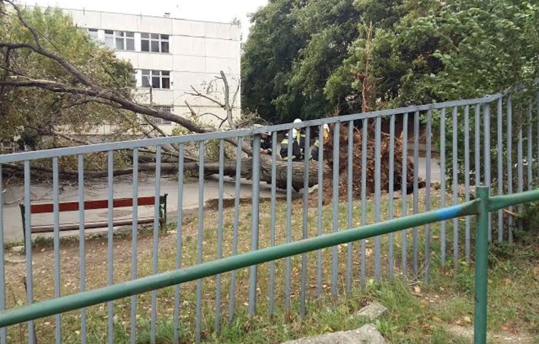 Balesetmegelőző fakivágások Miskolcon