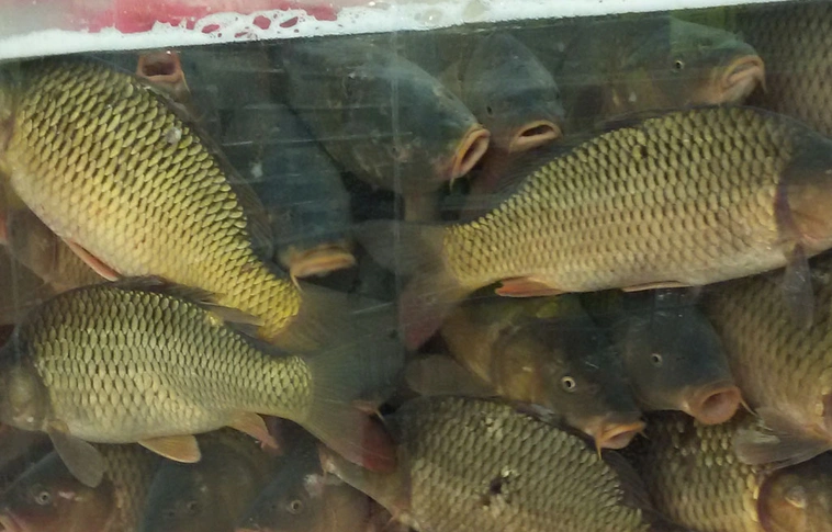 Először rendezik meg a halak napját 
