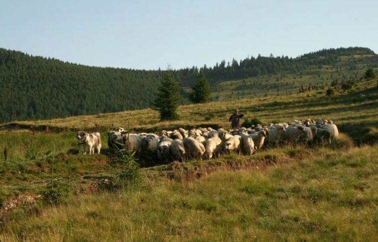 Kést rántott a juhász a polgármesterre Máréfalván