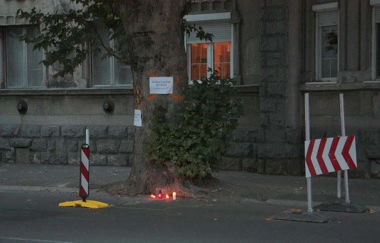 Nem vágják ki a százéves platánfát