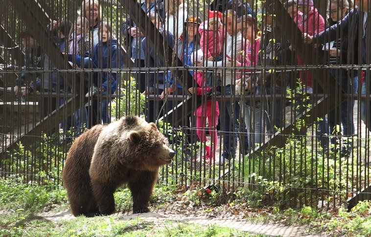Tizenkét állatkert várja a látogatókat idén az Állatkertek éjszakáján