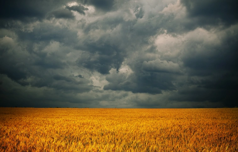 Csapadék nélkül kevesebb lesz a búzatermés