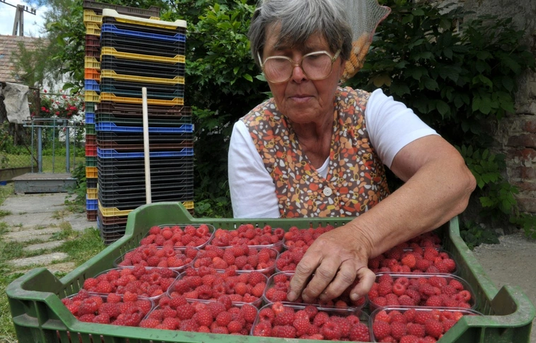 Végleg eltűnhet a magyar málna