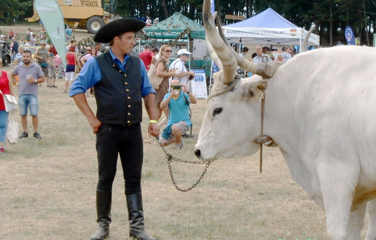Ínyeceknek és szórakozni vágyóknak - VI. Harsányi Szürkemarha Fesztivál!