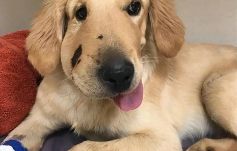 Megmentette gazdáját a retriver kölyök