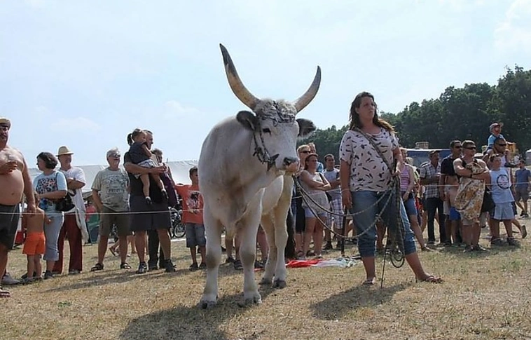 Újra a magyar szürkemarhát ünneplik Harsányban