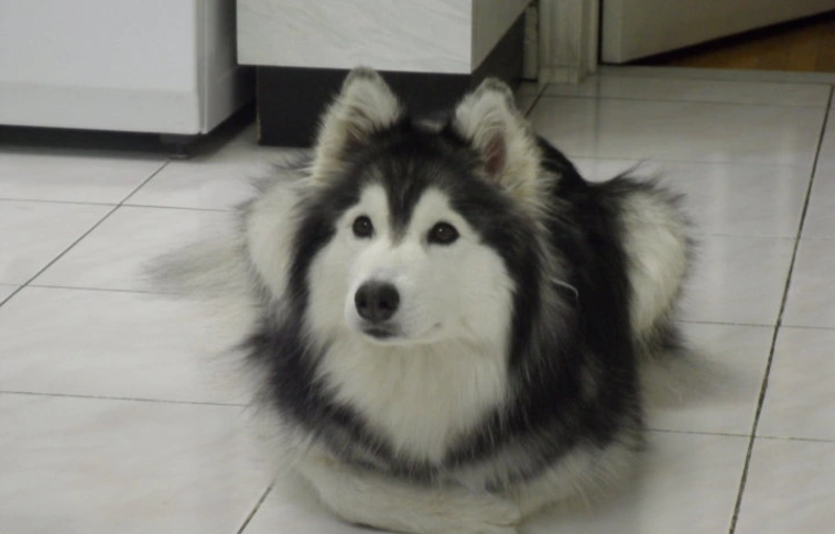 Macskák nevelték, ezért cicának képzeli magát ez a husky