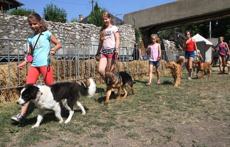 Scooby Doo, Karamell és Béla is ügyes volt a bemutatón