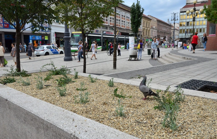 Cserjéket ültettek az ellopott virágok helyett a Centrum mellett