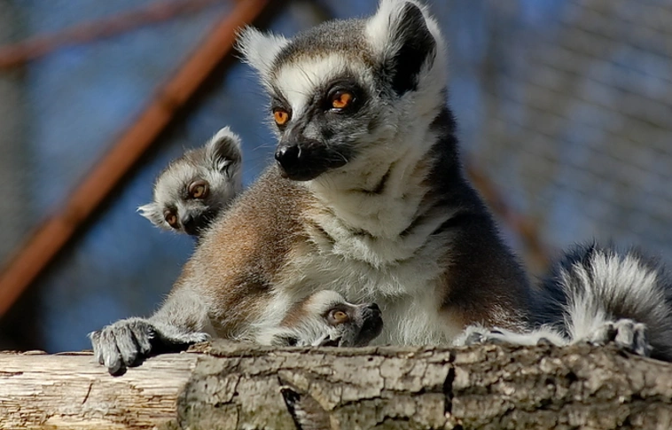 Lemur nap és Halloween est az állatkertben