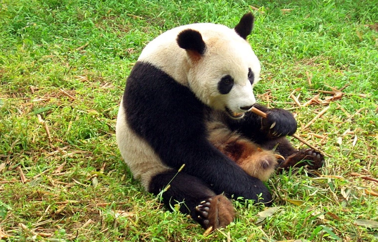 Rekordszámú újszülött panda maradt életben idén