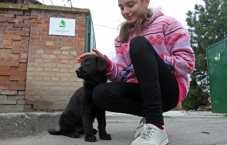 Az ebtelep kutyái nagyon élvezték a hóban való sétát