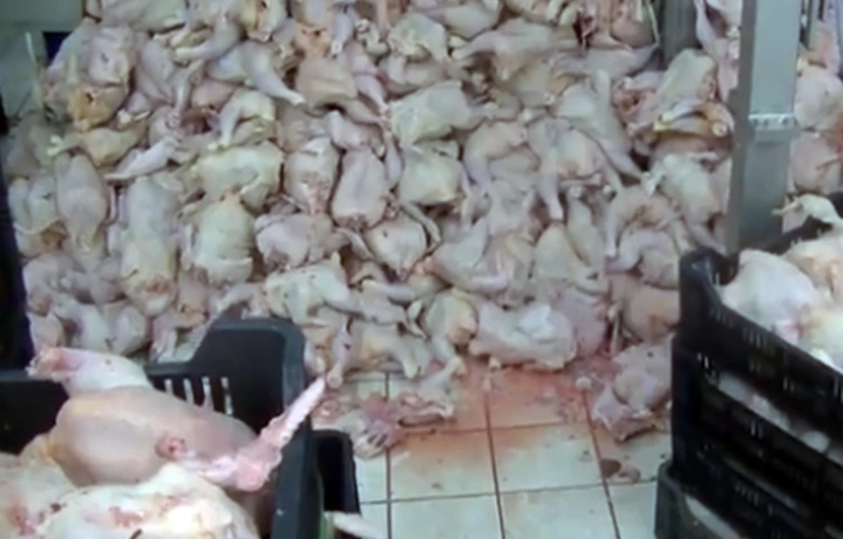 Elképesztő: baromfitestek hevertek a földön (Videóval!)