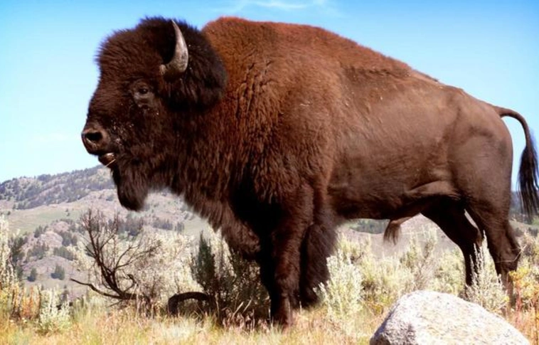 Önkénteseket keres az amerikai Grand Canyon nemzeti park a bölények kilövésére