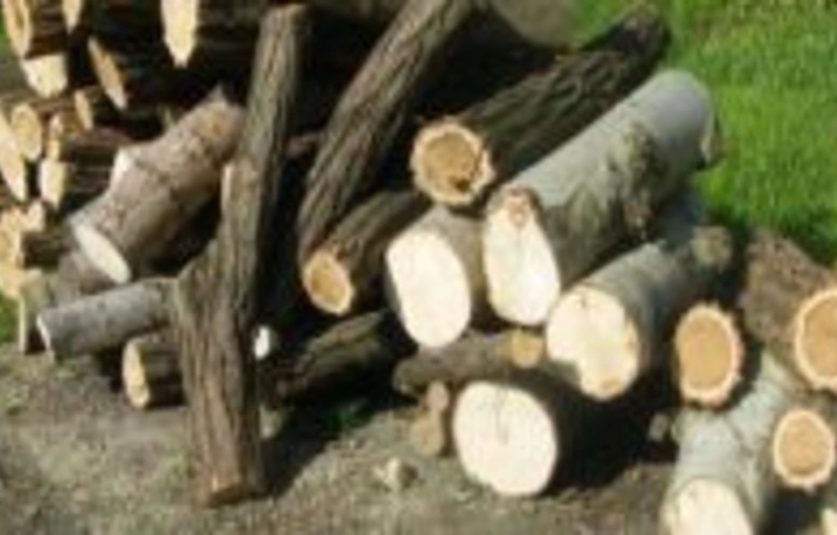 Főbe lőttek a rendőrök egy falopáson tetten ért férfit a Maros megyei Beresztelkén