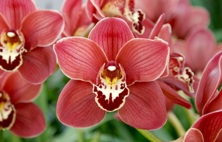 A Cymbidium nemzetségét mutatja be idén az orchideakiállítás