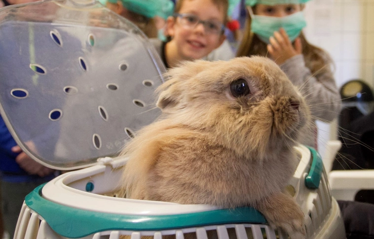 Kórházlátogatás és állatkerti vetélkedő is volt az állatok világnapján (Képgalériával!)