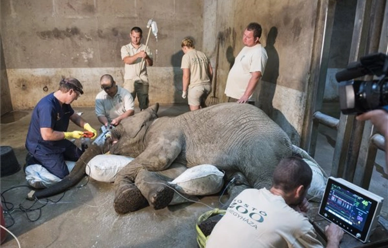 Afrikai elefántbika agyarát műtötték meg a Nyíregyházi Állatparkban (Fotókkal!)