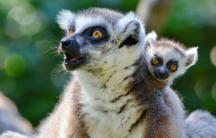 Korlátozott nyitvatartás lesz a Miskolci Állatkertben