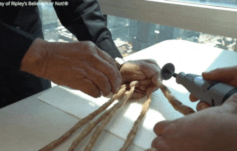 Több méteres körmeit egy New York-i múzeumnak ajándékozta egy indiai férfi