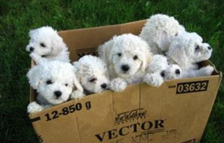 Olasz kutyacsempész ellen emeltek vádat állatkínzás miatt