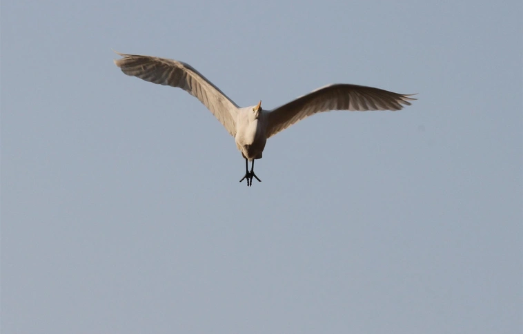 Darules a Hortobágyon