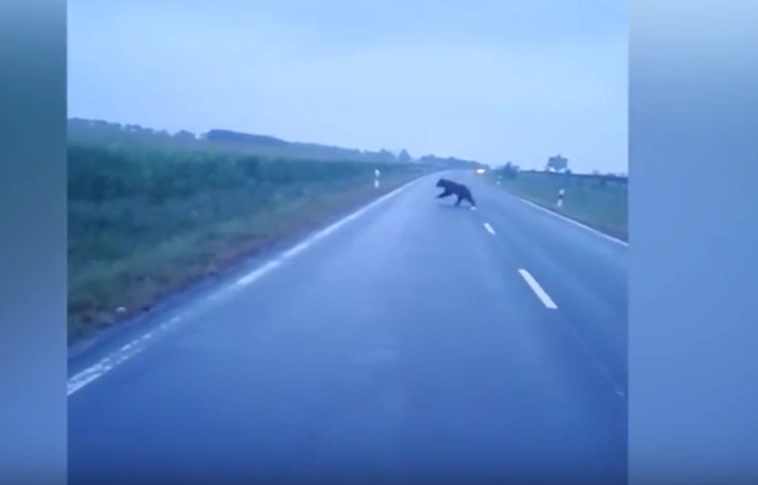 Medvét ütött el egy kisteherautó a romániai A1-es autópályán