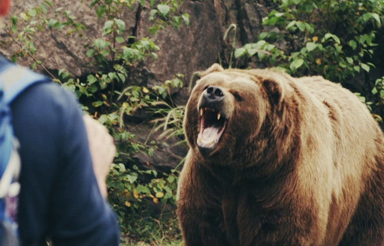 Súlyosan megsebesített egy férfit egy medve Csíkszentkirályon (Videóval!)