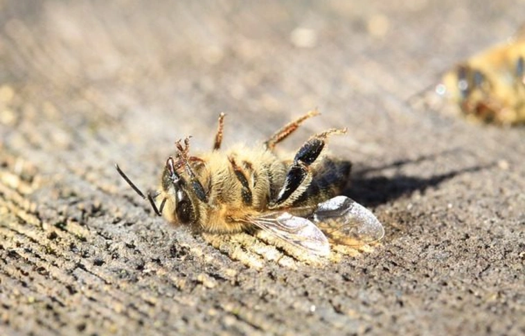 Ez állhat a magyarországi méhpusztulások hátterében