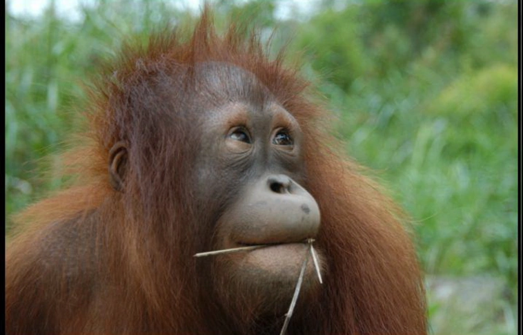 Több mint százezer orangutánt öltek meg Borneón tizenhat év alatt