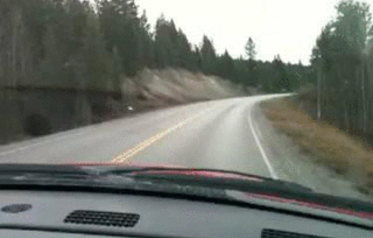 Vadászati védegylet: nő a balesetveszély az utakon az őzek párzási időszakában