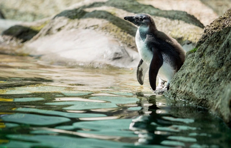 A jégkorszakot bemutató látványosság épül a Nyíregyházi Állatparkban