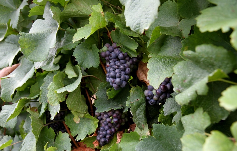 Már a héten indul a szőlőszüret a korai fajtákkal