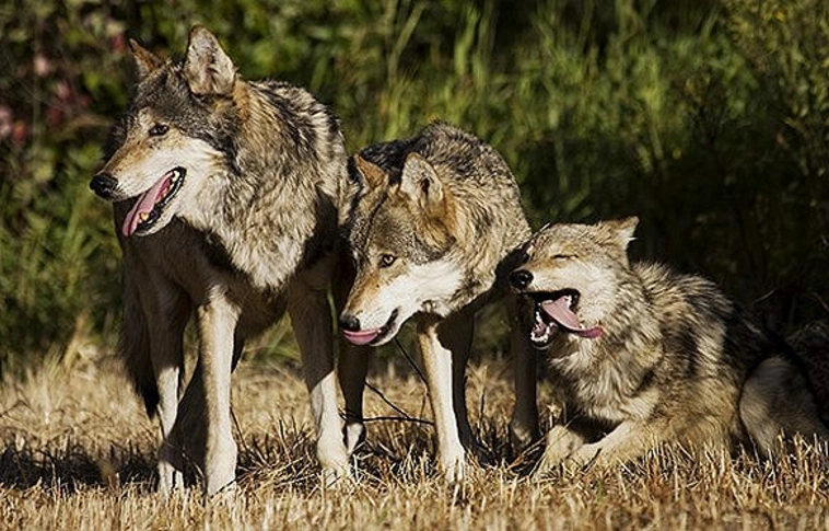 Videófelvétel készült a zempléni farkasokról - újra meghonosodhatnak nálunk!