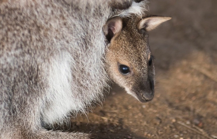 Az eddig véltnél tízmillió évvel korábban váltottak ugró mozgásmódra a kenguruk