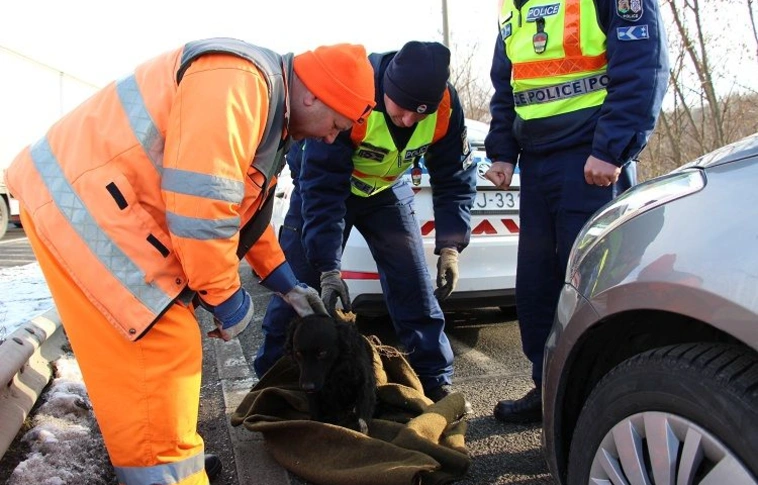 Megmentették az autópályán pihenő kutyát (Fotókkal!)