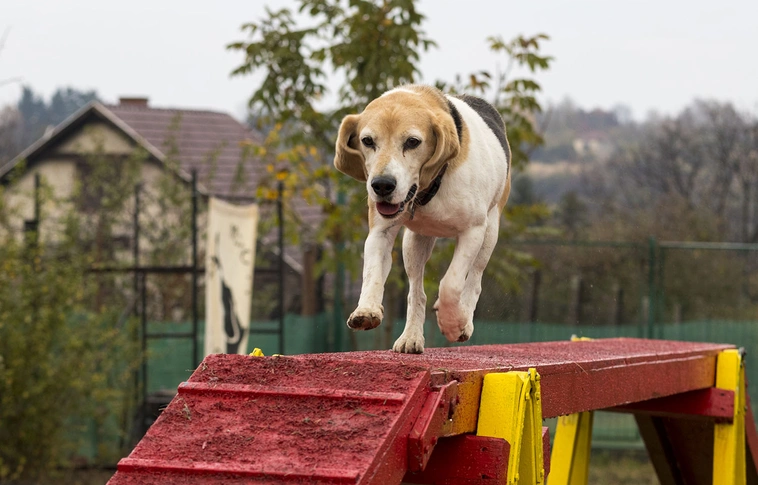A kutyák is tisztában vannak azzal, ha nem tudnak valamit