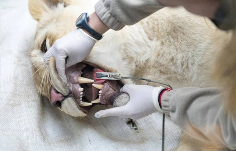 Izraelbe utaznak a nyíregyházi oroszlánok