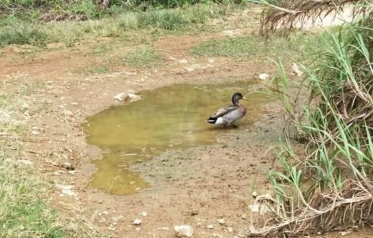 Elpusztult a világ valószínűleg legmagányosabb kacsája
